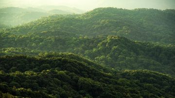 Berge bedeckt mit Wald